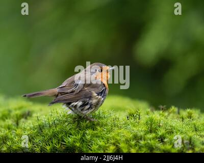 Un primo piano di un simpatico uccello Robin seduto sull'erba Foto Stock