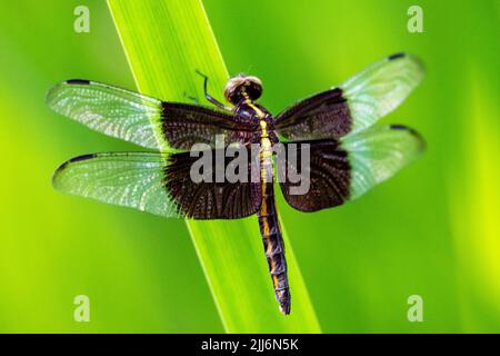 Una donna vedova skimmer libellula poggia su una canna. Foto Stock