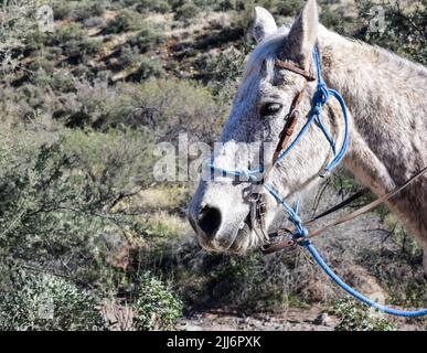 Equitazione nel deserto sotto il cielo blu Foto Stock