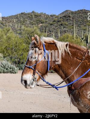 Equitazione nel deserto sotto il cielo blu Foto Stock