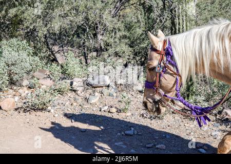 Equitazione nel deserto sotto il cielo blu Foto Stock