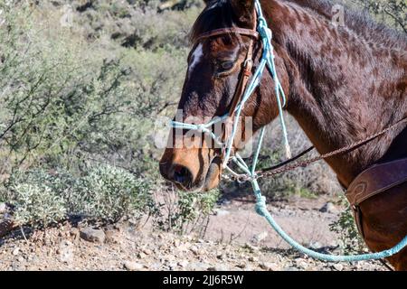 Equitazione nel deserto sotto il cielo blu Foto Stock