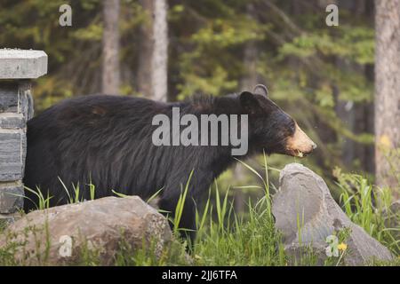 Ritratto faunistico di un orso nero nordamericano (Ursus americanus), mangiare erba e dandelioni nella natura selvaggia all'aperto del Parco Nazionale di Banff in t Foto Stock