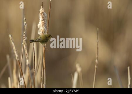 Comune chiffchaff Phylloscopus collybita, arroccato su comune bulrush Typha latifolia, Weston-Super-Mare, Somerset, UK, marzo Foto Stock