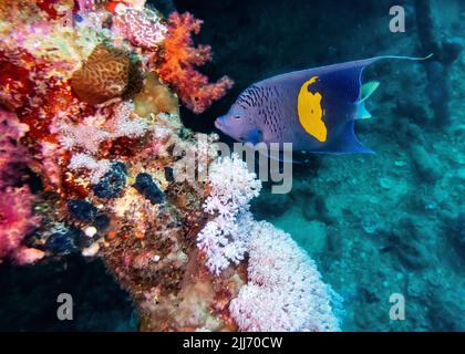 Un angelfish yellowbar che nuota intorno ad una barriera corallina Foto Stock