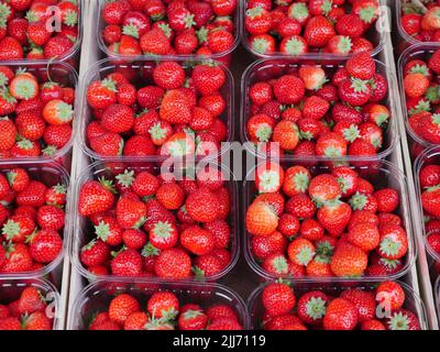 Fragole in rosso brillante, presentate in recipienti trasparenti. La nitidezza dell'immagine è al centro Foto Stock