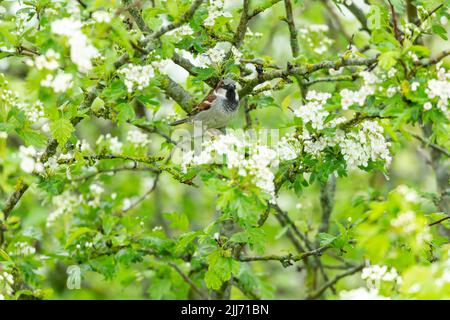 Casa passera domestica, maschio adulto arroccato in comune biancospino Crataegus monogyna, Weston-Super-Mare, Somerset, UK, maggio Foto Stock