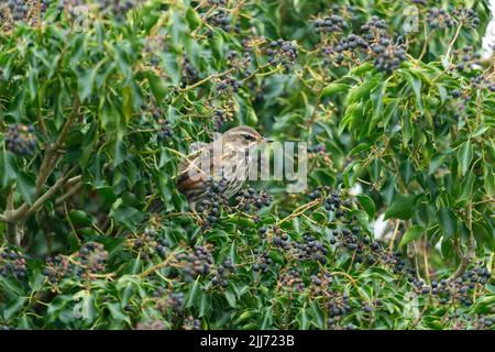 Redwing Turdus iliacus, adulto arroccato in edera, Graylake, Somerset, UK, marzo Foto Stock