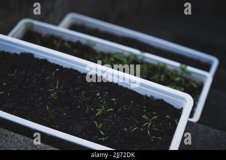 le verdure nel giardino crescono co2 neutri ed ecologici Foto Stock