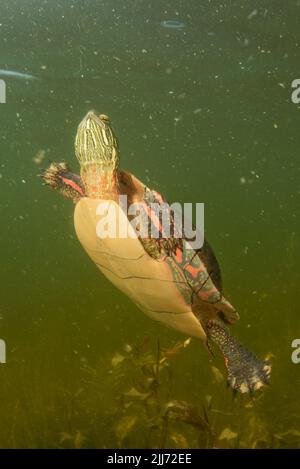 Una tartaruga dipinta (Chrysemys picta) che nuota sott'acqua in un lago d'acqua dolce del Wisconsin. Foto Stock