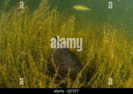 Una tartaruga dipinta (Chrysemys picta) che nuota sott'acqua in un lago d'acqua dolce del Wisconsin. Passa il tempo in vegetazione acquatica al fondo. Foto Stock