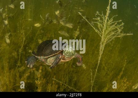 Una tartaruga dipinta (Chrysemys picta) che nuota sott'acqua in un lago d'acqua dolce del Wisconsin. Passa il tempo in vegetazione acquatica al fondo. Foto Stock