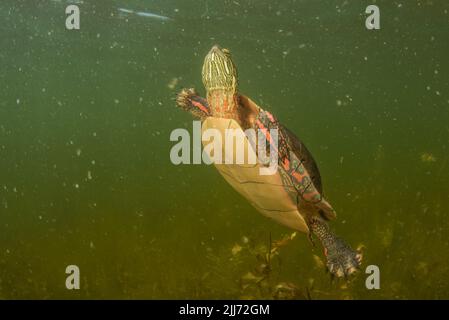 Una tartaruga dipinta (Chrysemys picta) che nuota sott'acqua in un lago d'acqua dolce del Wisconsin. Foto Stock