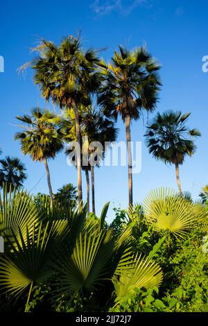 carnauba palma o carnaubeira o copernicia prunifera - palmtree nativo del brasile nord-orientale Foto Stock