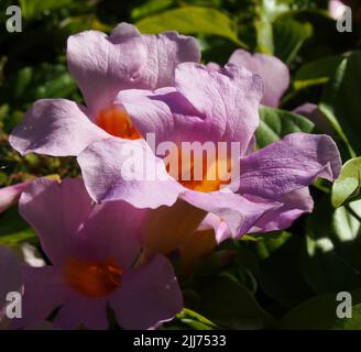 Fiori lungo l'Old Alameda Creek Trail a Union City, California Foto Stock