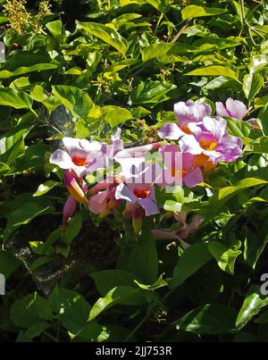 Fiori lungo l'Old Alameda Creek Trail a Union City, California Foto Stock