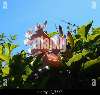 Fiori lungo l'Old Alameda Creek Trail a Union City, California Foto Stock