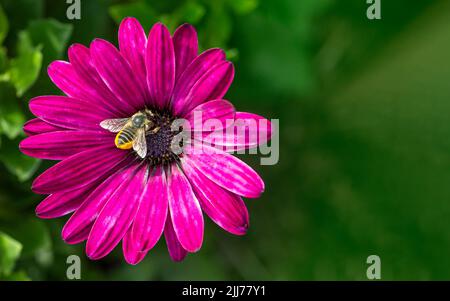 Ape di Leafcutter (megachile) ricoperta di polline, su un vivace fiore viola a margherita (osteospermum) - sfondo verde naturale Foto Stock