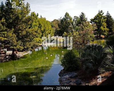 Canada, oche, Canada, Branta, canadensis, Uccelli, fauna selvatica, galleggiante, stagno nel William Cann Civic Center stagno in Union City, California Foto Stock