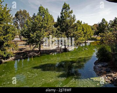 Canada Geese galleggiante sullo stagno nel William Cann Civic Center stagno in Union City, California Foto Stock