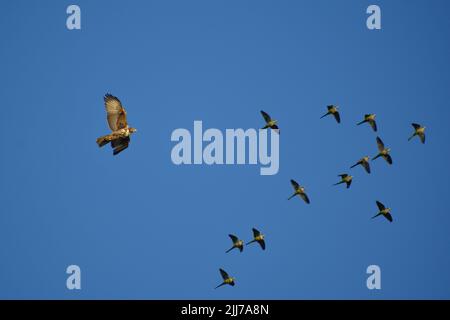 Il falco di Harris (Parabuteo unicinctus) in volo insegue un gruppo di parakeets monaci (miiopsitta monachus), visto a Buenos Aires Foto Stock