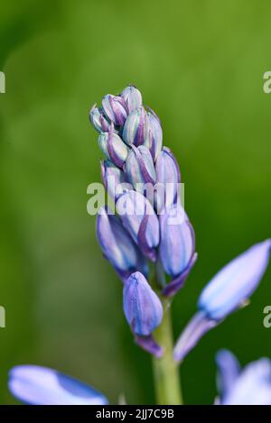 Fiori viola colorati che crescono in un giardino. Macro primo piano su boccioli chiusi di un bluebell spagnolo o giacinthoides hispanica fogliame con petali vibranti Foto Stock