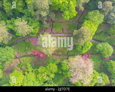 Scenario primaverile del Giardino del Rhododendron di Moshan nel Lago Orientale, Wuhan, Hubei, Cina Foto Stock