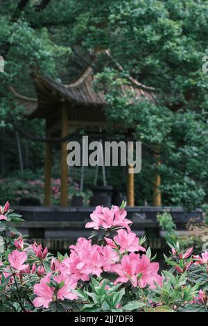 Scenario primaverile del Giardino del Rhododendron di Moshan nel Lago Orientale, Wuhan, Hubei, Cina Foto Stock