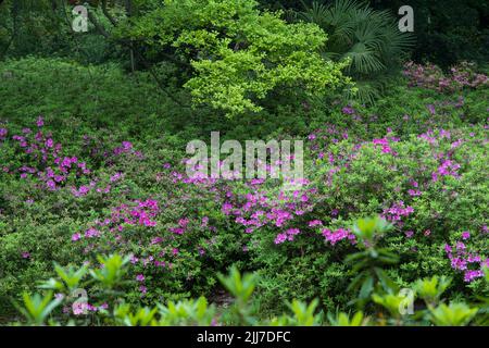 Scenario primaverile del Giardino del Rhododendron di Moshan nel Lago Orientale, Wuhan, Hubei, Cina Foto Stock