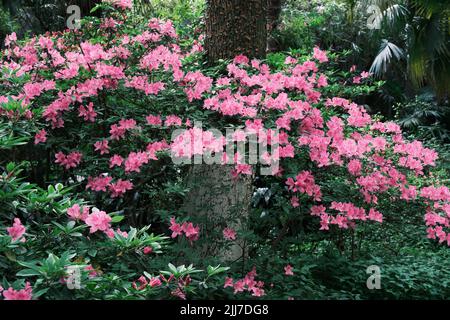 Scenario primaverile del Giardino del Rhododendron di Moshan nel Lago Orientale, Wuhan, Hubei, Cina Foto Stock