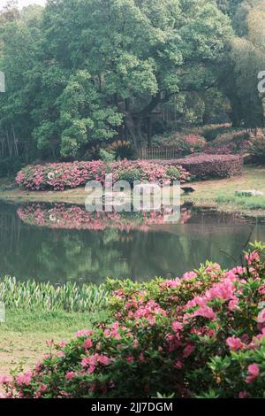 Scenario primaverile del Giardino del Rhododendron di Moshan nel Lago Orientale, Wuhan, Hubei, Cina Foto Stock