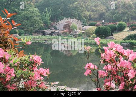 Scenario primaverile del Giardino del Rhododendron di Moshan nel Lago Orientale, Wuhan, Hubei, Cina Foto Stock