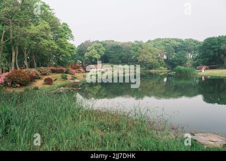 Scenario primaverile del Giardino del Rhododendron di Moshan nel Lago Orientale, Wuhan, Hubei, Cina Foto Stock