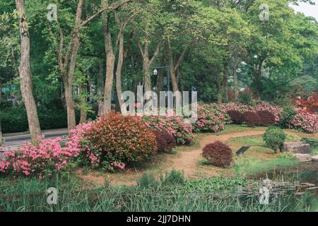 Scenario primaverile del Giardino del Rhododendron di Moshan nel Lago Orientale, Wuhan, Hubei, Cina Foto Stock