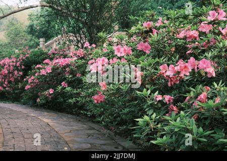 Scenario primaverile del Giardino del Rhododendron di Moshan nel Lago Orientale, Wuhan, Hubei, Cina Foto Stock