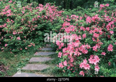 Scenario primaverile del Giardino del Rhododendron di Moshan nel Lago Orientale, Wuhan, Hubei, Cina Foto Stock