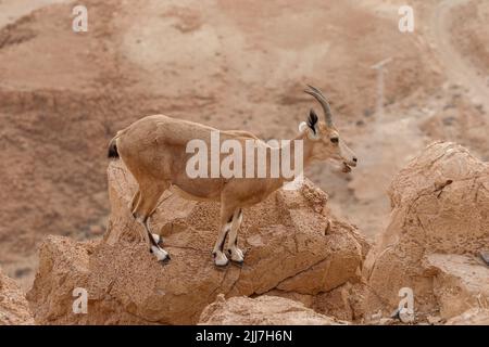 Gli stambecchi sono in piedi su una scogliera in un paesaggio desertico. Foto Stock