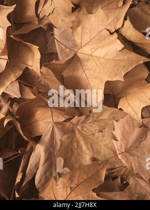 Foglie asciutte a terra. Panetteria autunnale Foto Stock