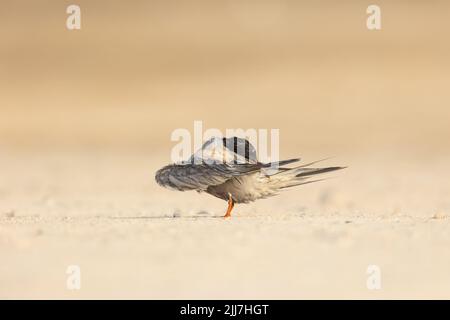 Terna bianca (Sterna Repressa) che preda le sue piume Foto Stock