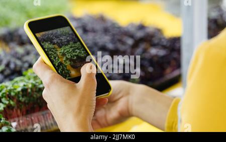 Microgreens crescente sfondo con germogli crudi in mani femminili. Erbe fresche crude dal giardino di casa o fattoria verticale interna, pieno di vitamine per vegani Foto Stock