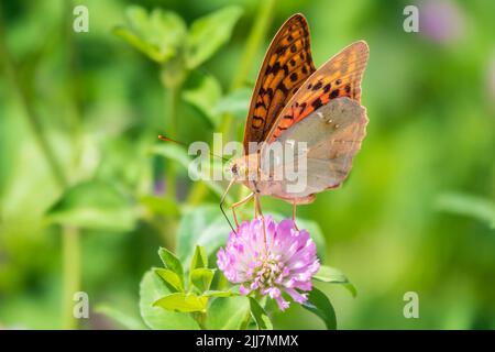 Il verde scuro fritillary farfalla raccoglie nettare su fiore. La Speyeria aglaja, precedentemente conosciuta come Argynnis aglaja, è una specie di farfalla della f Foto Stock