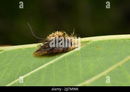 Palcoscenico larvale del coleottero tartaruga d'oro. Foto Stock