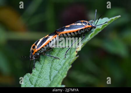 Accoppiamento di bug di Horehound. Foto Stock