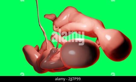 3D resa clinicamente accurata illustrazione di gemelli nell'utero, gemelli monozigoti in utero con singola placenta, feti gemelli umani, growi prenatale Foto Stock