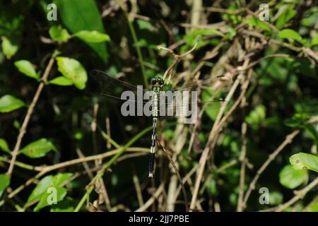 Vista ad angolo alto di una libellula verde e nera che attende sulla cima di un albero fusto in una giornata di sole Foto Stock