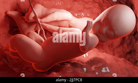 3D resa clinicamente accurata illustrazione di gemelli nell'utero, gemelli monozigoti in utero con singola placenta, feti gemelli umani, growi prenatale Foto Stock