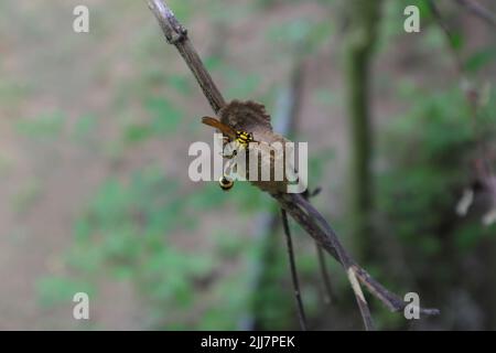 La vista ad angolo alto di una Wasp di Potter (Phimenes Flavopictus) sta costruendo un nido di Wasp di Potter mezzo costruito, situato su un gambo dell'albero Foto Stock