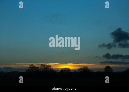 Sturnus vulgaris, muratura su letto riedbed, Ham Wall, Somerset, Regno Unito, Dicembre Foto Stock