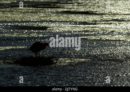 Coot eurasiatico Fulica atra, arroccato su vegetazione galleggiante, Bushy Park, Londra, Regno Unito, settembre Foto Stock