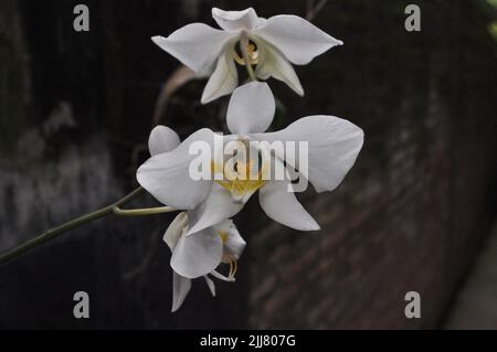La falaenopsis, nota anche come orchidee di falena, è un genere di piante della famiglia Orchidaceae. Foto Stock